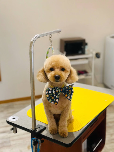 ココくん♪モカくん♪