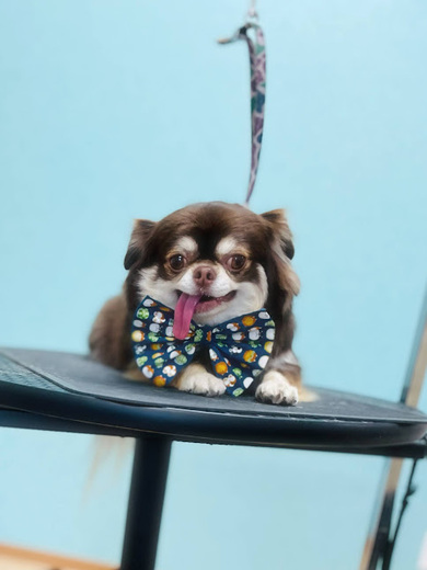 諭吉くん♪佐助くん♪