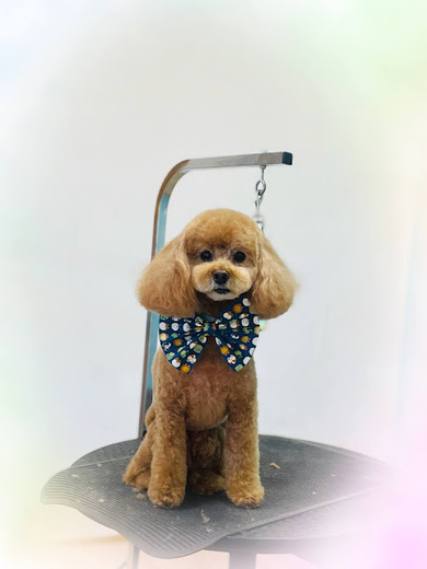 こるくちゃん♡