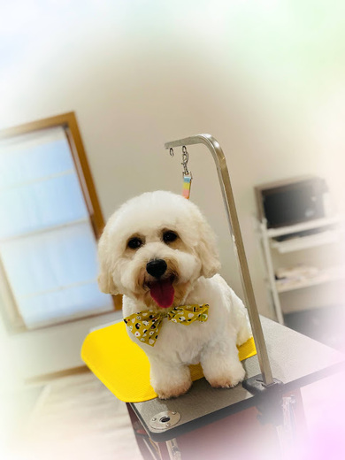 ハクくん♪ジジくん♪