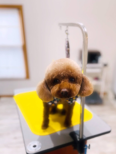 マロンちゃん♡