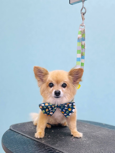 コカくん♪マギ－くん♪