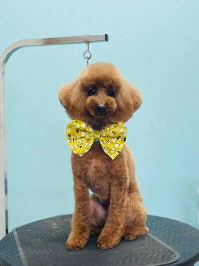 ブランくん♪アリスちゃん♡