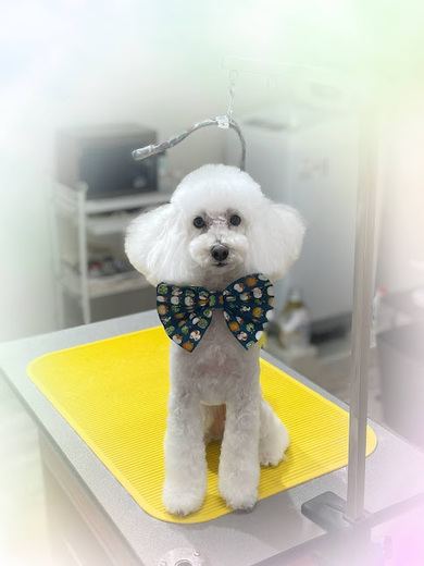 ブランくん♪アリスちゃん♡