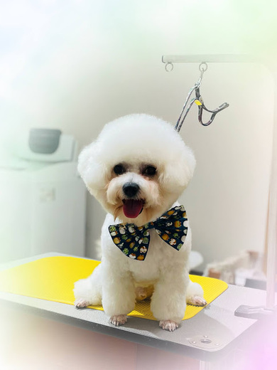 ブランくん♪ルークくん♪