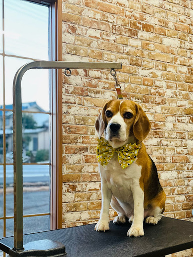 ブランくん♪ルークくん♪