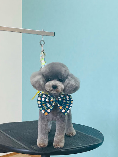 こまりちゃん♡こはるちゃん♡ふわりちゃん♡