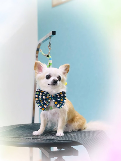 きなこちゃん♡