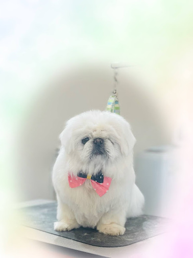 さくらちゃん♡