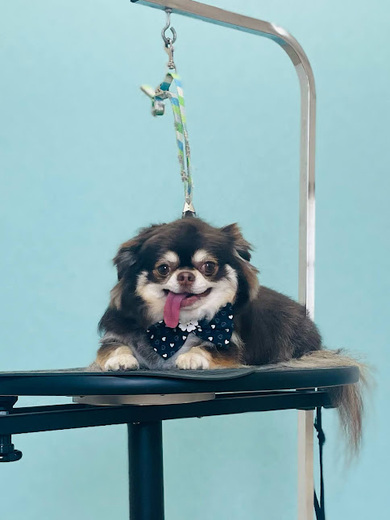 諭吉くん♪佐助くん♪