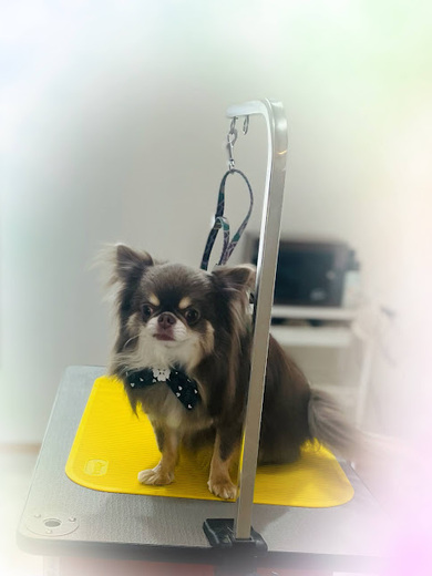 諭吉くん♪佐助くん♪