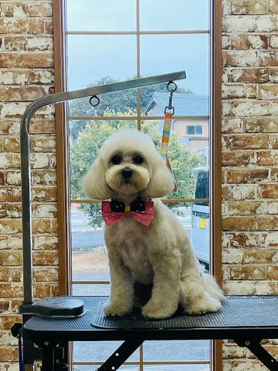 アムールちゃん♡