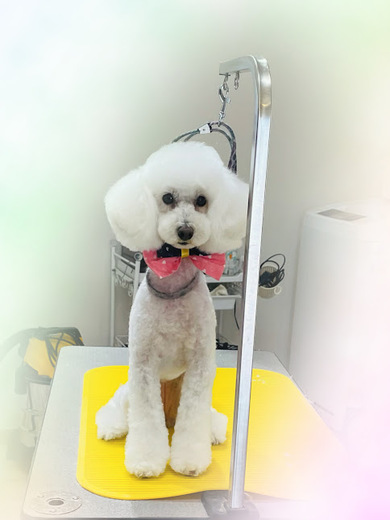 ブランくん♪アリスちゃん♡