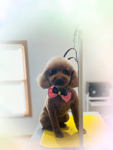 マロンちゃん♡