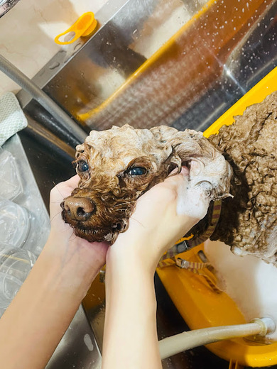 マロンちゃん♡