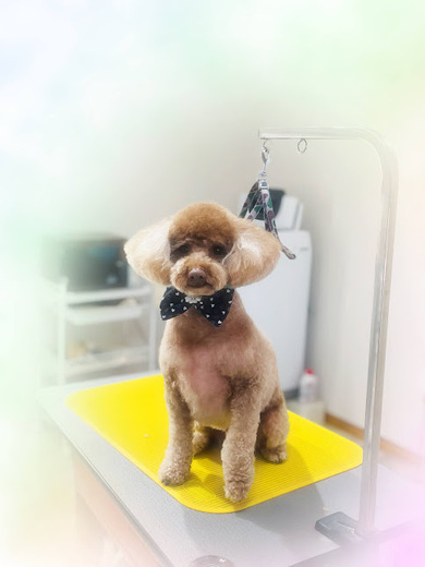 ココくん♪モカくん♪