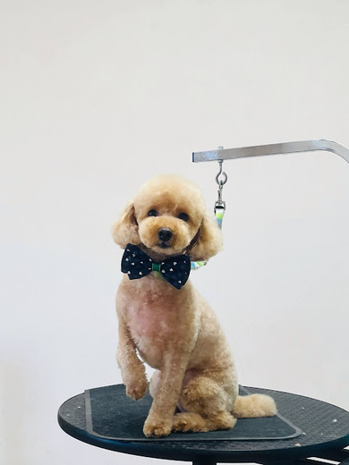 ココくん♪モカくん♪