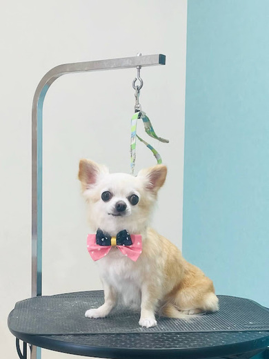 きなこちゃん♡