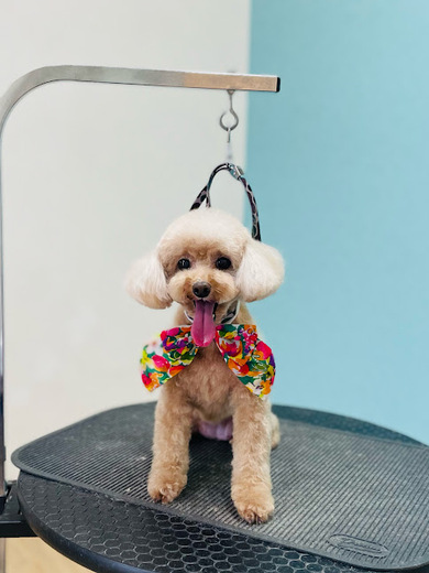 ふわりちゃん♡こはるちゃん♡