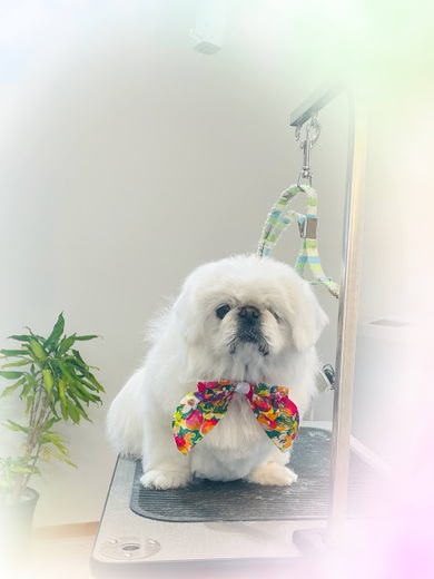 さくらちゃん♡