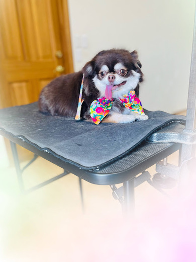 諭吉くん♪佐助くん♪