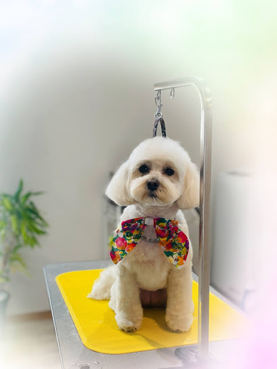 アムールちゃん♡