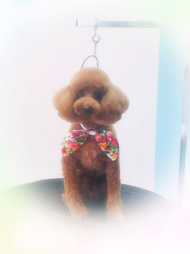 ブランくん♪アリスちゃん♡