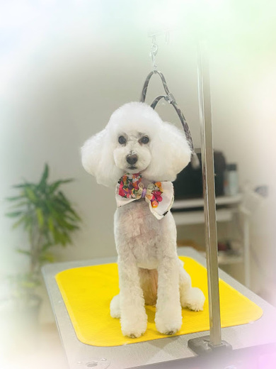 ブランくん♪アリスちゃん♡