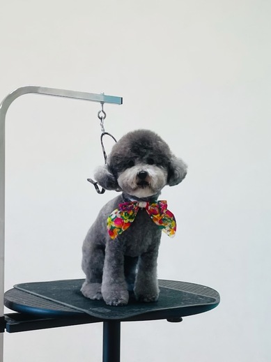 ごえもんくん♪