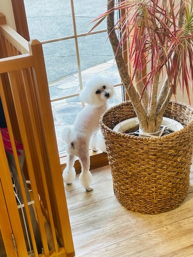 チバリーちゃん♡