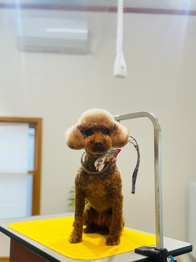 マロンちゃん♡