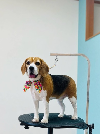 ブランくん♪ルークくん♪