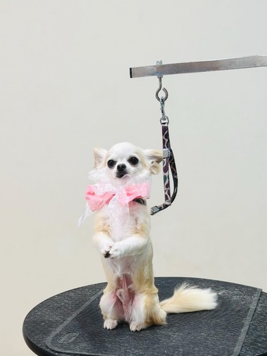 うゆくん♪ビビくん♪