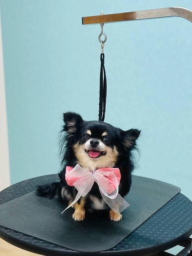 ココアちゃん♡