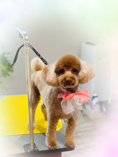 ココくん♪モカくん♪