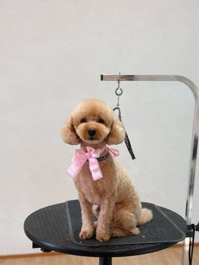 ココくん♪モカくん♪