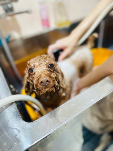 ココくん♪モカくん♪