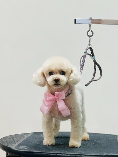 ふわりちゃん♡