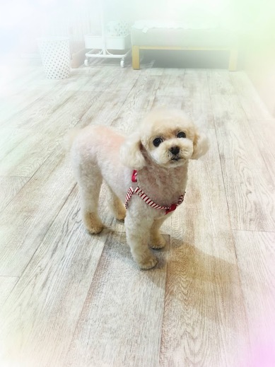 ふわりちゃん♡