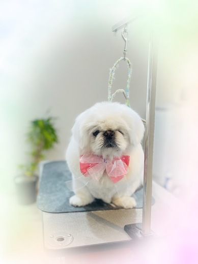 さくらちゃん♡