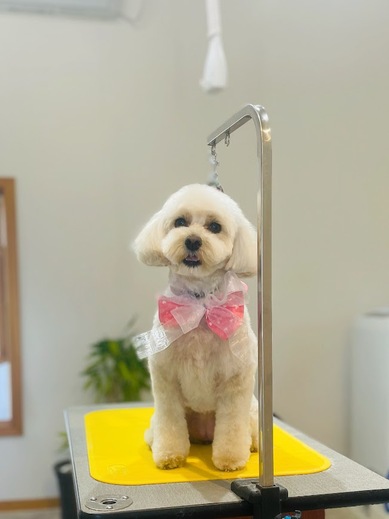 アムールちゃん♡