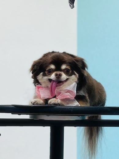 諭吉くん♪佐助くん♪