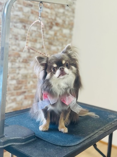 諭吉くん♪佐助くん♪