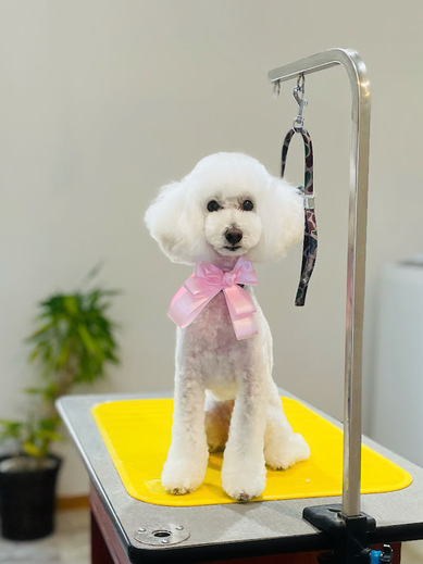 ブランくん♪アリスちゃん♡