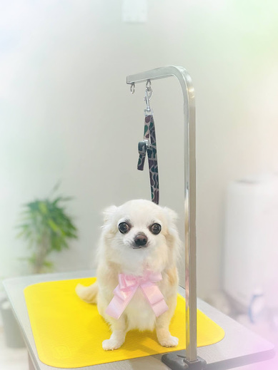 きなこちゃん♡