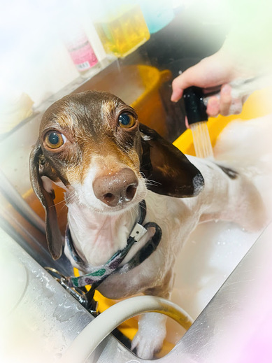 コロンちゃん♡