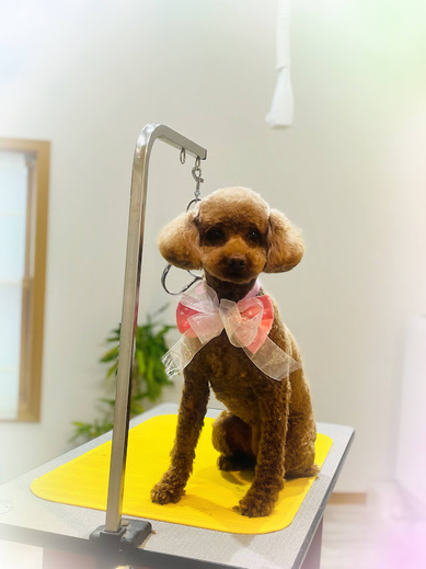 マロンちゃん♡