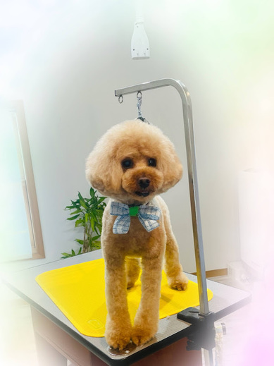 ププくん♪