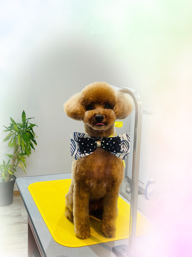 モカくん♪