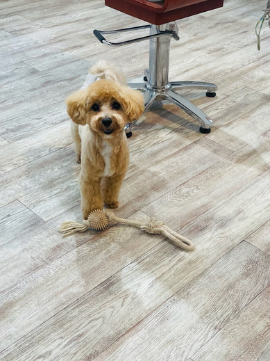 つくねくん♪